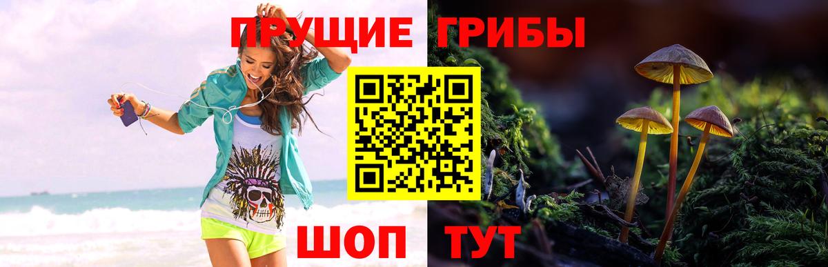 Псилоцибиновые грибы Psilocybe  Вход с VPN  Люберцы 